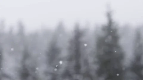 Light snow flakes floating with trees in background 動画素材 78453139
