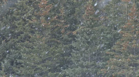 Light snow forest - 30p Stock Footage 1847946