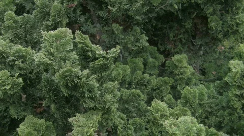 Light Snow in Front of Pine 스톡 동영상 585219