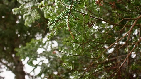 Light snow gently falling on the green needles of a coniferous pine tree branch Stock Footage 338158834
