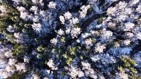 Light Snow Over Evergreen Trees and Winter River Vidéo 331302892