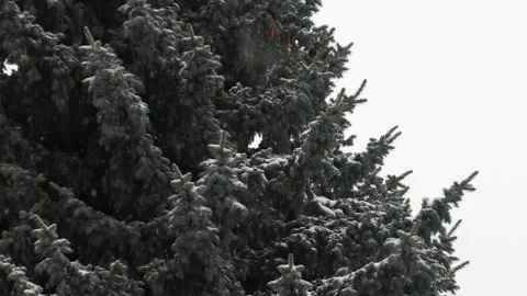 Light snow on a pine tree Vidéo 306977789