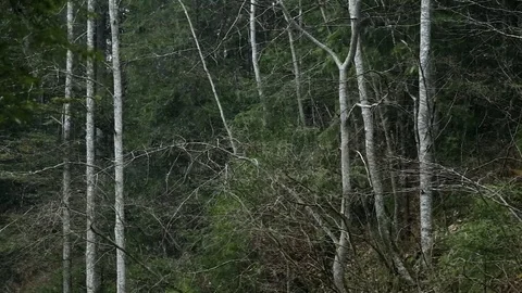 Light snow storm. Trees in the forest Stock Footage 77017329