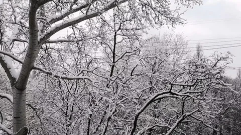 Light snow, trees covered with snow Stock Footage 103857876