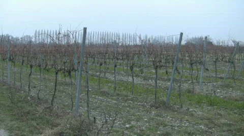 Light Snow at Vineyard 스톡 동영상 584910