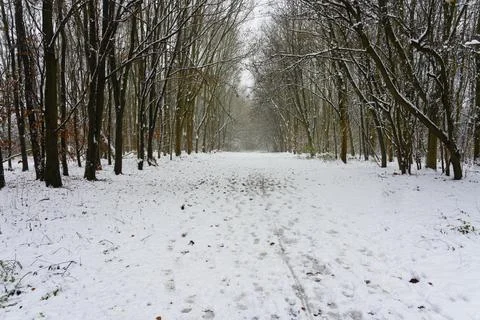 Light snow on a wide tree lined avenue in a country park Foto stock