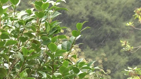 Light snowfall against foliage Olympic Peninsula Washington State 動画素材 70736372
