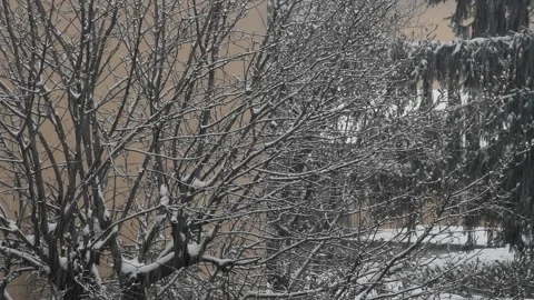  light snowfall on bare trees Stock Footage 139692666