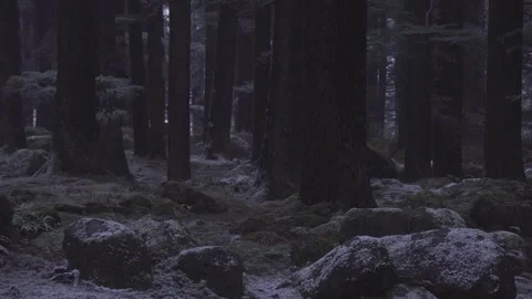 Light Snowfall Falling in Dense Himalayan Cedar Forest Stock Footage 345631531