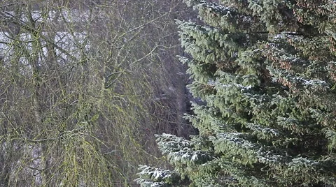 Light snowfall on to foreground of forest and spruce tree. Stock Footage 58569878