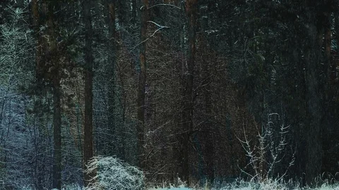 A light snowfall with a forest blurred in the background. Video stock 124225167