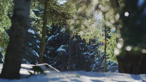 Light snowfall in the forest. Stock Footage 221058615