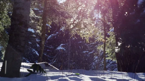 Light snowfall in the forest on a sunny day. Stock Footage 221002159