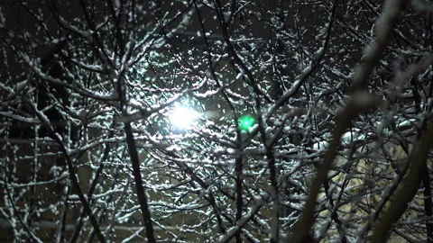 Light snowfall overnight and snowflakes falling on tree branches Stock Footage 303021982