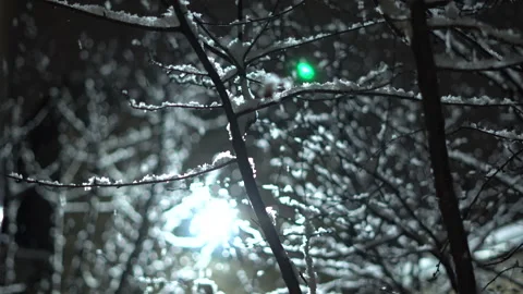 Light snowfall overnight and snowflakes falling on tree branches Stock Footage 303021990