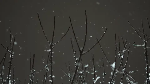 Light snowfall overnight and snowflakes falling on tree branches Stock Footage 303022079