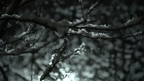 Light snowfall overnight and snowflakes falling on tree branches Stock Footage 303022086