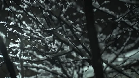 Light snowfall overnight and snowflakes falling on tree branches Stock Footage 303022170