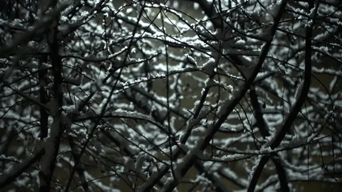 Light snowfall overnight and snowflakes falling on tree branches Stock Footage 303022236