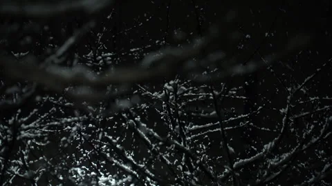 Light snowfall overnight and snowflakes falling on tree branches Stock Footage 303022418