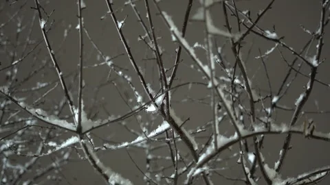 Light snowfall overnight and snowflakes falling on tree branches Stock Footage 303022476