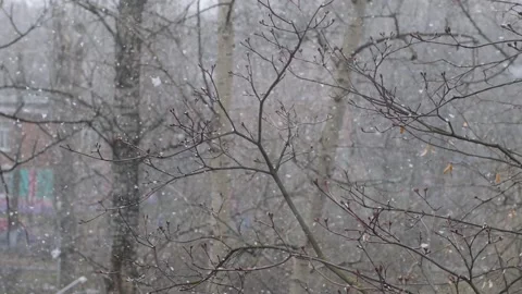 Light snowfall in the park Stock Footage 149321843