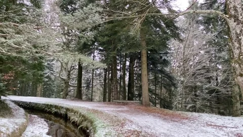 Light Snowfall In Winter In The Forest Stock Footage 150427544