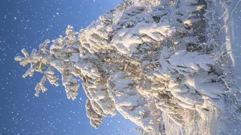 Light snowfall in the winter snowy forest. Beautiful winter landscape, spruce Stock Footage 166146258