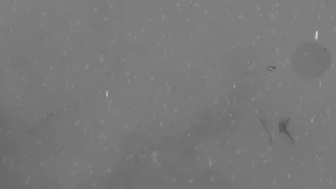 Light snowflakes falling against a soft grey background in a static wide angle Stock Footage 345216809