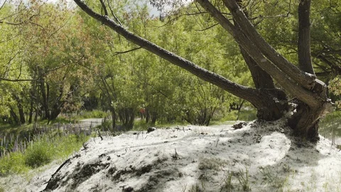 Light snowing in forest at Mount Cook National Park during winter Stock Footage 119157753