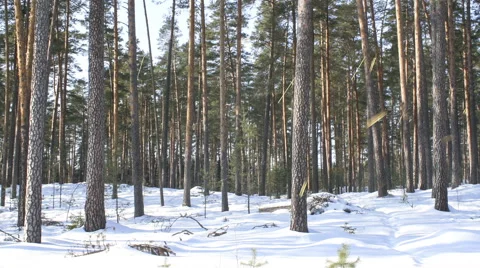 Light snowing in sunny pine forest. Stock Footage 61968421