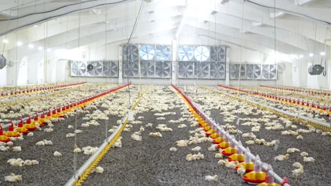 Light spacious interior of the modern poultry factory.  Stock Footage 293159179