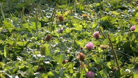 Light spider web on fresh green grass Stock Footage 119102561
