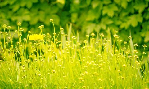Light spring background of grass. Delicate yellow tinting. Summer garden in t Stock Photos