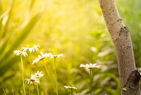 Light spring background of grass. Delicate yellow tinting. Summer garden in t Stock Photos