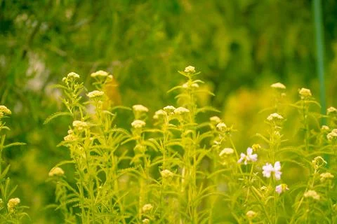 Light spring background of grass. Delicate yellow tinting. Summer garden in t Stock Photos