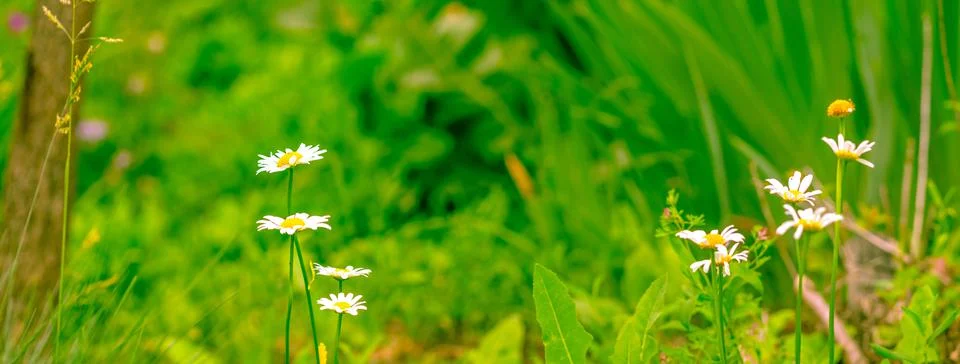 Light spring background of herbs and flowers. Panoramic photo Stock Photos