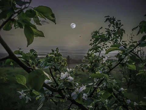 Light of the spring full moon on a blooming apple tree before sunrise Stock Photos