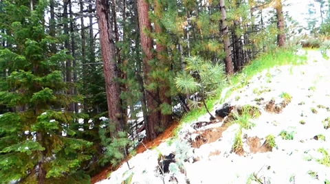 Light Spring Snow on Forest Video stock 38491226