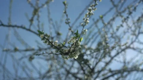 Light spring wind blows on flowering branch with blossom Stock Footage 163760343
