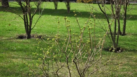 Light spring wind sways the branches of a bush on which the buds bloom Stock Footage 270530870