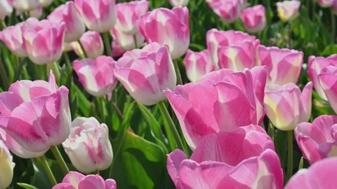 Light spring wind sways pink white tulip flowers in meadow Stock Footage 129608599