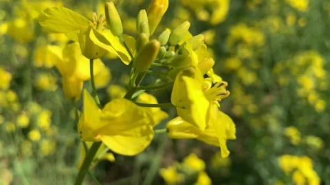 Light spring wind sways tender yellow rape flower macro Stock Footage 132688061