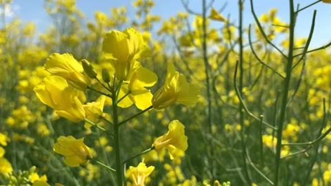 Light spring wind waves yellow tender rape flowers macro Stock Footage 132688102