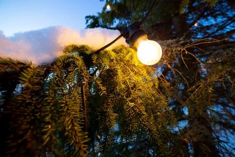 Light in Spruce Tree with Snow Foto stock