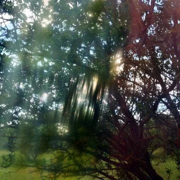 Light streaks through tree branches Foto stock