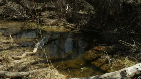 A Light Stream Surrounded by Brown Leaves and a Fallen Tree Stock-Footage 237556683