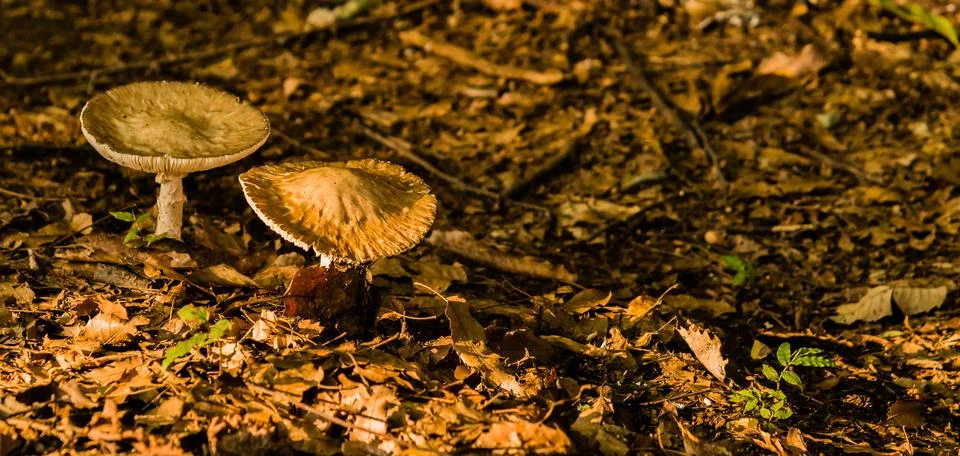 Light streaming across two large mushrooms Stock Photos