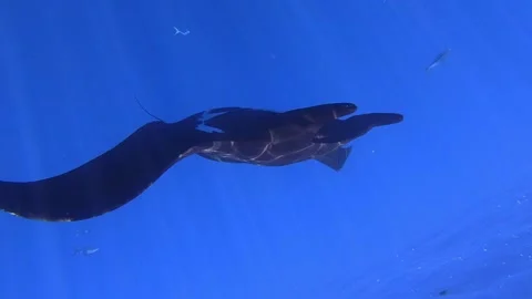 Light Streaming In and the Black Manta 库存影片 332856305