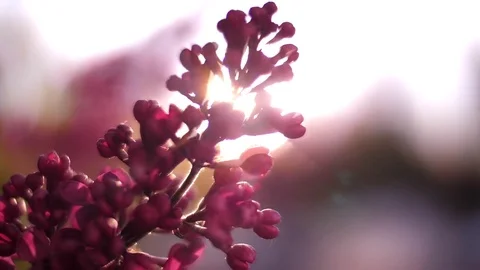 Light Streaming Through Blooms on Tree 01 Stock Footage 81190387